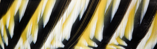 Black Yellow and White Striped Mazzucchelli Cellulose Acetate Sheet